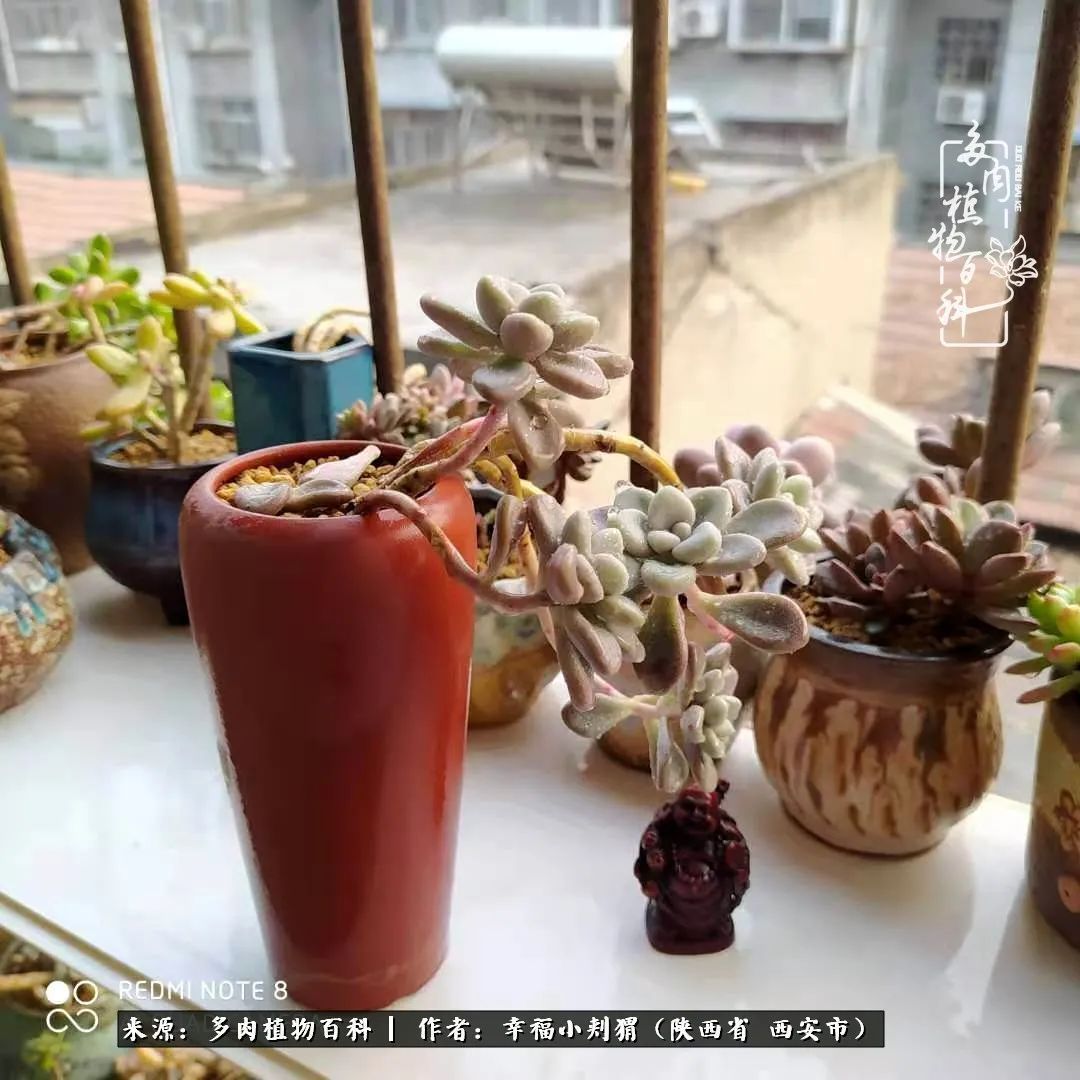时光荏苒，种肉赏肉已成了生活中不可缺少的一部分！