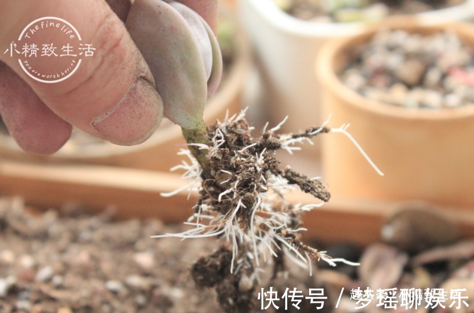 多肉一直不服盆,教你7个小方法,可快速发根,安全有效