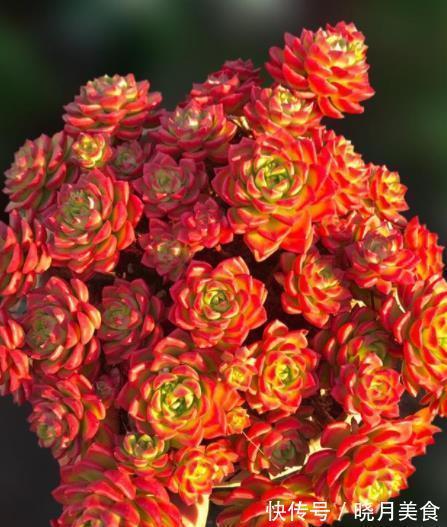 盘点7种易爆盆的多肉植物,轻轻松松养出一大盆,成就感满满