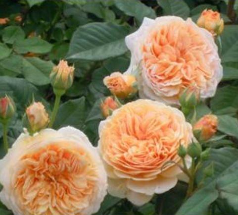 最受欢迎的4种花,夏天开花很漂亮,花量大不操心,越养越喜欢