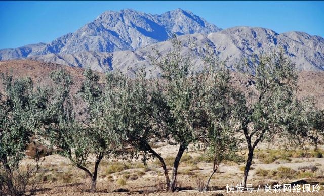 俄罗斯|英军入侵阿富汗的五个神操作,远攻近交扶植傀儡,大战之前抓舌头