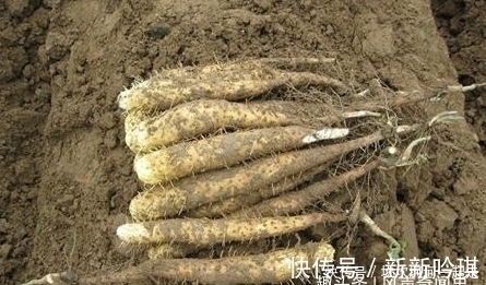 须毛|买山药时,这3种一定不能买,可惜很少人知道,赶快告诉家里人