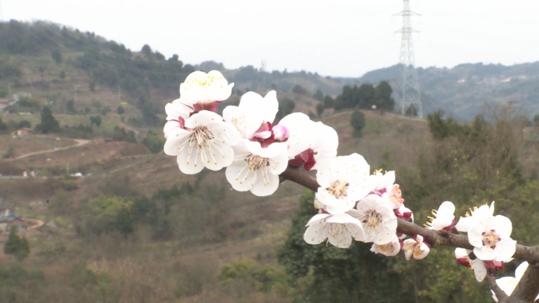 3月还未到，成都桃花已满山！