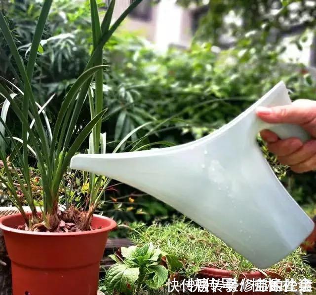 为什么你养的君子兰始终不开花？问题出在浇水上，四种水轻松化解