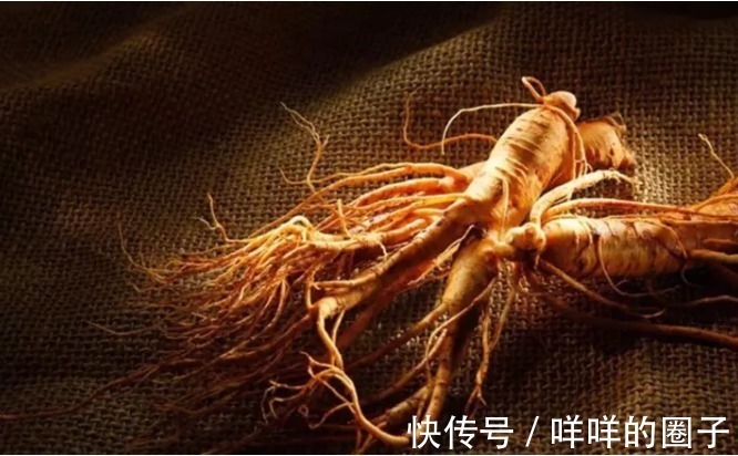 药用价值|都说千年人参会自己“跑”,这是真的?一起来看看这些成精的人参