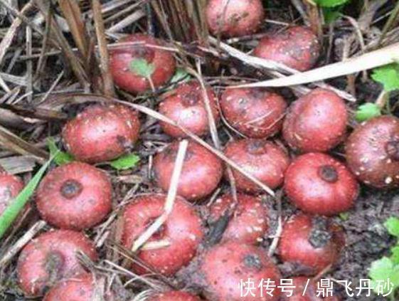 喂猪|一些喂猪的野菜被用来治疗儿童消化不良、急性胃肠炎、痢疾等！