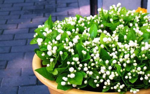 茉莉花|盆栽茉莉花芬芳美丽满枝丫,茉莉花的养护方法,养花小白也能驾驭