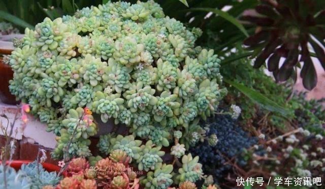 婆婆说家有平房,正好把多肉养屋顶,夏季易出状态,室内还凉爽!