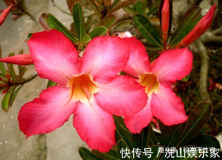 客厅就养几种花,好养耐旱,改善空气质量和环境,非常好