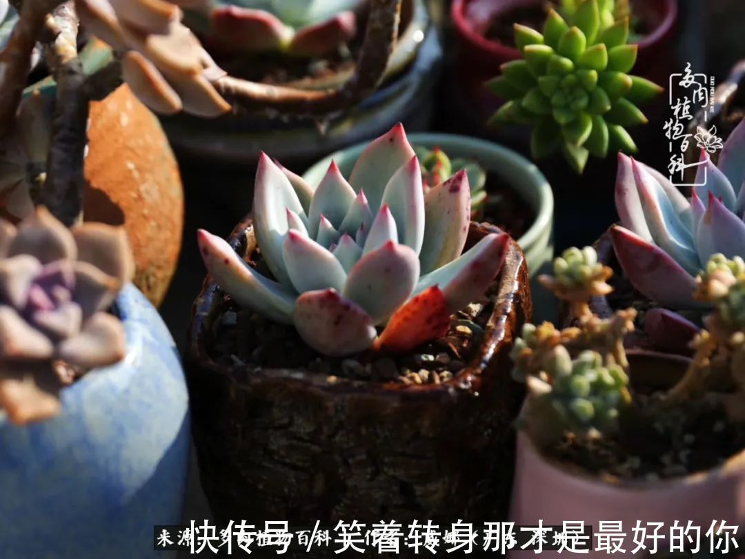 曾经的美肉,谢谢你们都惊艳过时光,谢谢你们都陪过我!