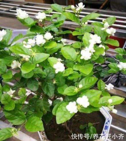 花盆|秋季是买花的季节,买到“黄泥”花苗,学会上盆缓苗,养好挺简单