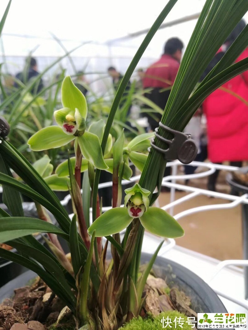 低温|兰花一直不开花与春化有关，与植物春化又不同，可以试下另外两种方法
