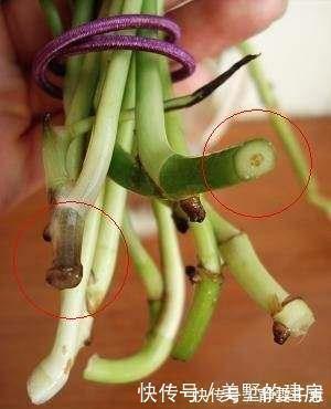 明亮处|养花烂根了,全扔掉?别,一个小方法立马满血复活