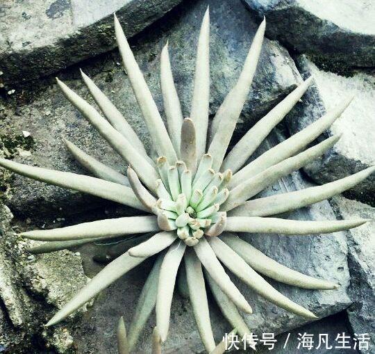 老家房上“1种植物”,遇见必采,半年养出50株,家里养了有福气