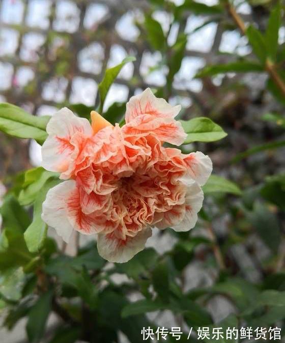 盆栽|夏天里这5种花,爱喝水是大水桶,每天浇水才能枝叶翠绿长势旺