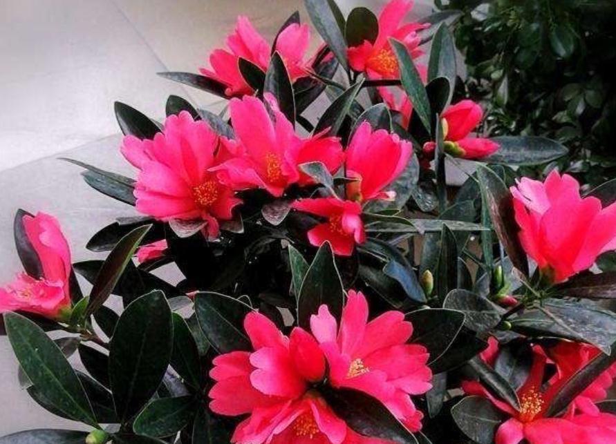 能够忍受零下30度低温的四季茶花，全年露养，打理简单，开花美