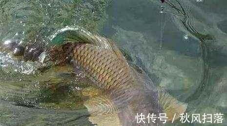 浮漂顶起又落下,提竿却均不中鱼解读3种奇怪漂相不中鱼的原因