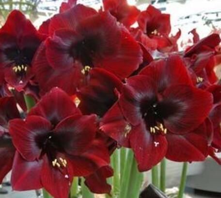 朱顶红开花之后,一个“小动作”,又开一茬花,花大色艳特别美