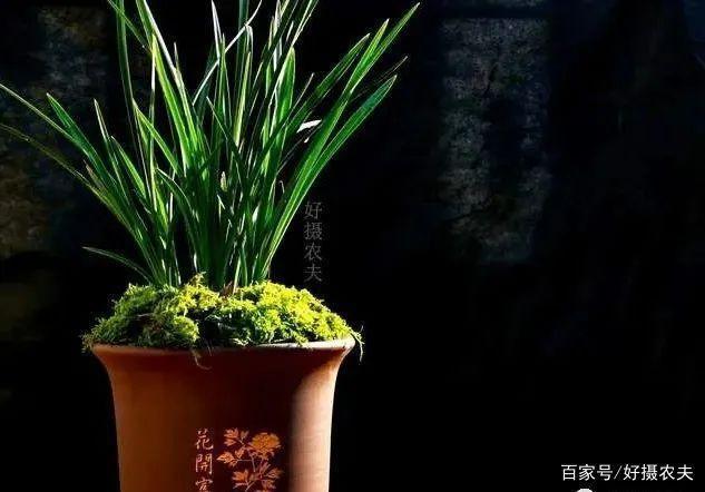 都说兰花阴长苗、阳易花,怎样才能花苗并旺一句口诀就解释清楚