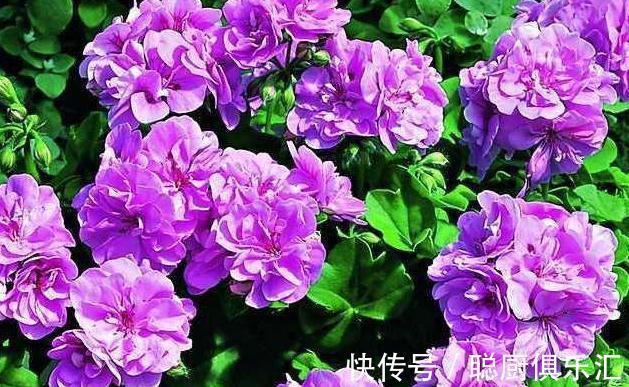 养花肥不用买，教你自制氮磷钾肥，操作简单方便，效果好