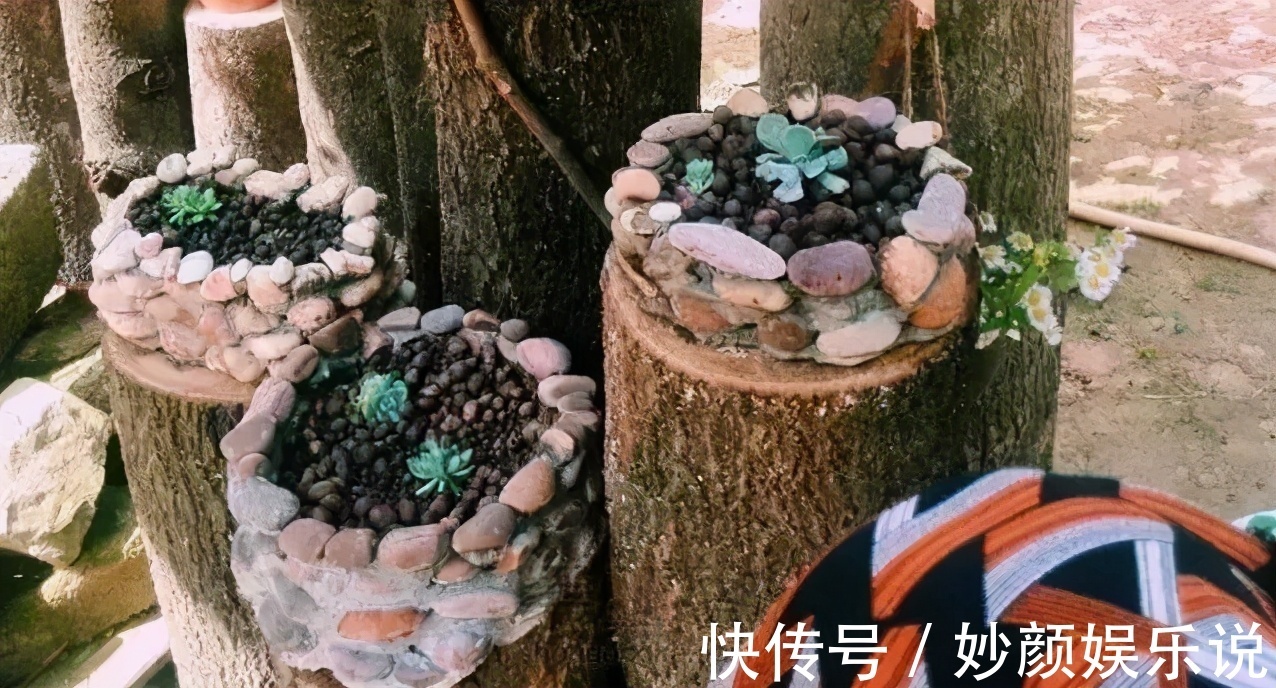 扦插植物,缺少更多花盆?将它们改造成容器,好用好看又省钱