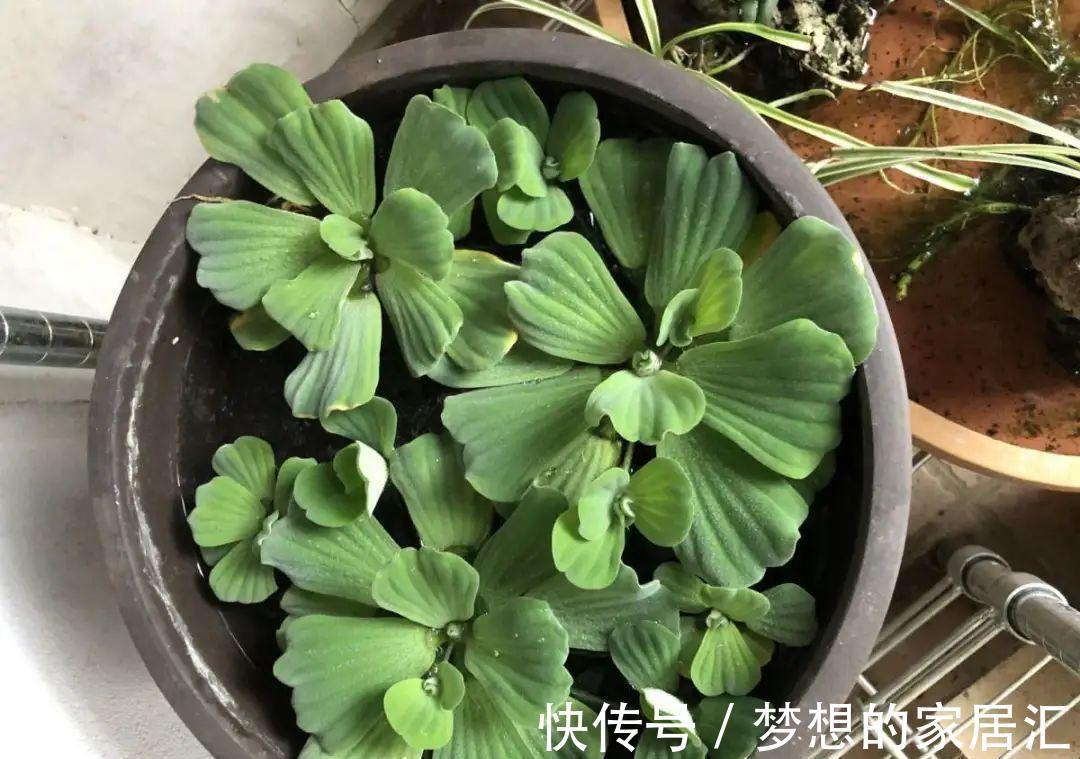 10种花太能喝水,一天一瓢水,7天爆满缸
