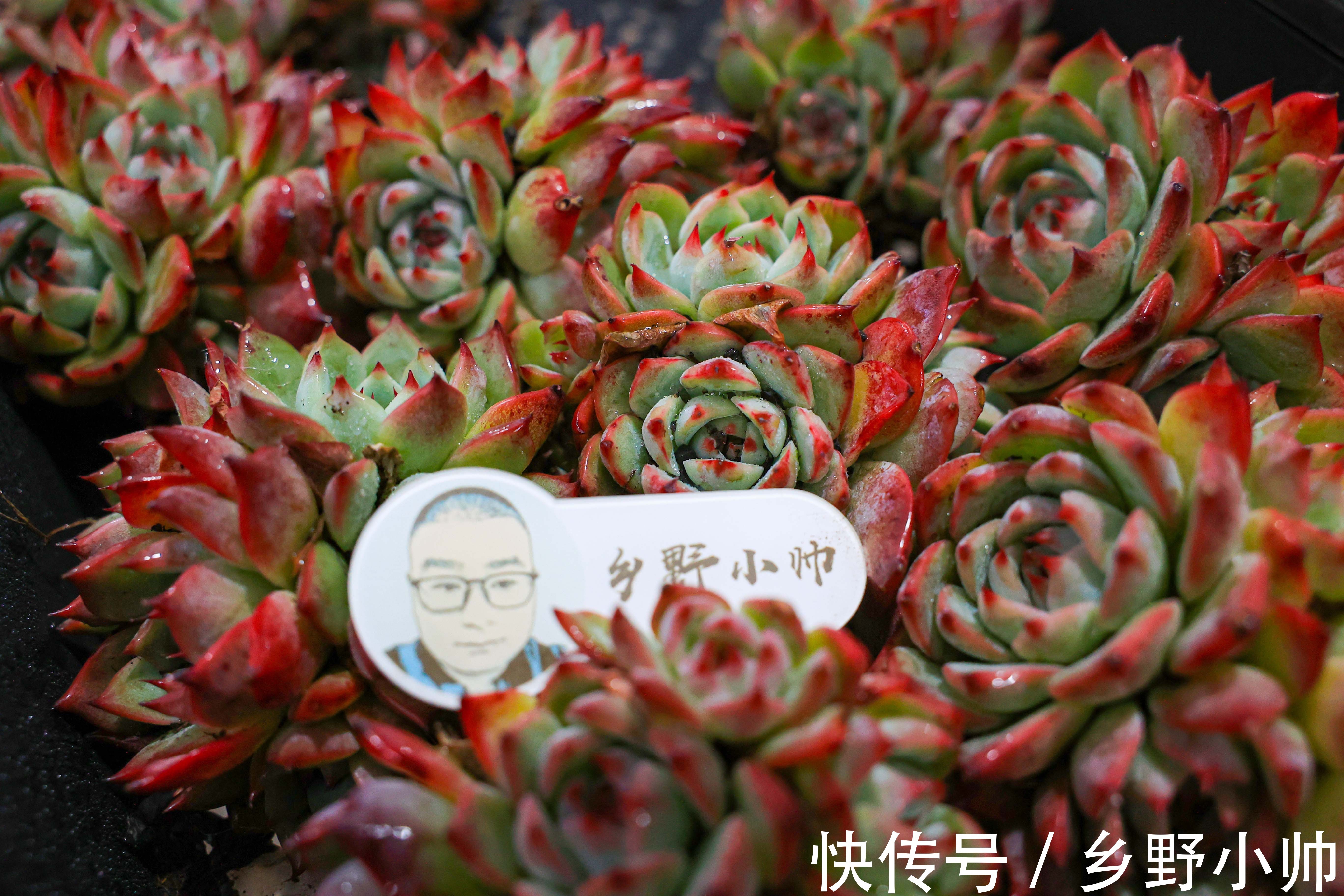 养肉过程中,多肉叶片出现2种现象是在“求救”,千万别忽视