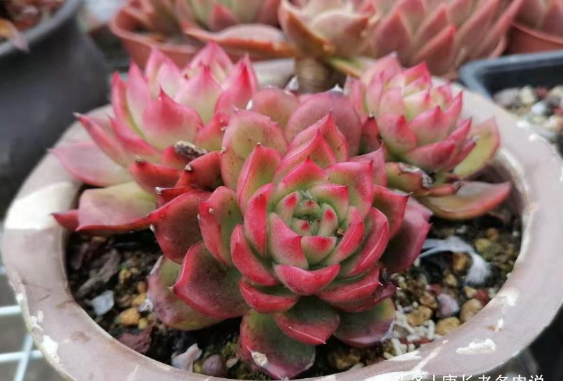 肉友|我们养多肉的过程中该不该给多肉砍头?什么时候砍头合适?