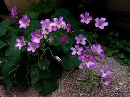 人参|乡下菜园一野草，当猪菜都嫌弃，可不料其根茎被誉为“水晶人参”