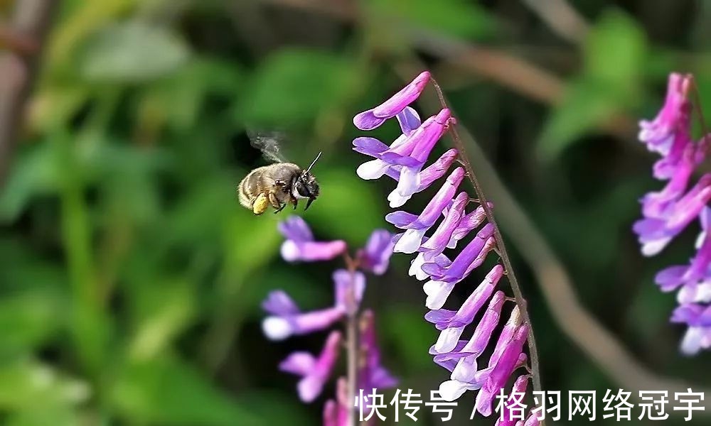 野豌豆|伯夷叔齐饿死不食周粟，采薇而食，“薇”指的什么？