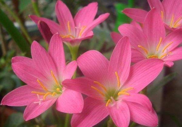 适合冬天养护的4款花,花大色艳真漂亮,谁养谁上瘾