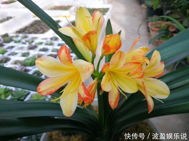 三角梅|君子兰长成“丑八怪”,就是叶子不听话,这几点一定要做好