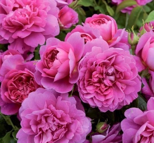 让男人”吃醋“的三种生肖女,婚后魅力不减反增,素颜也美丽动人