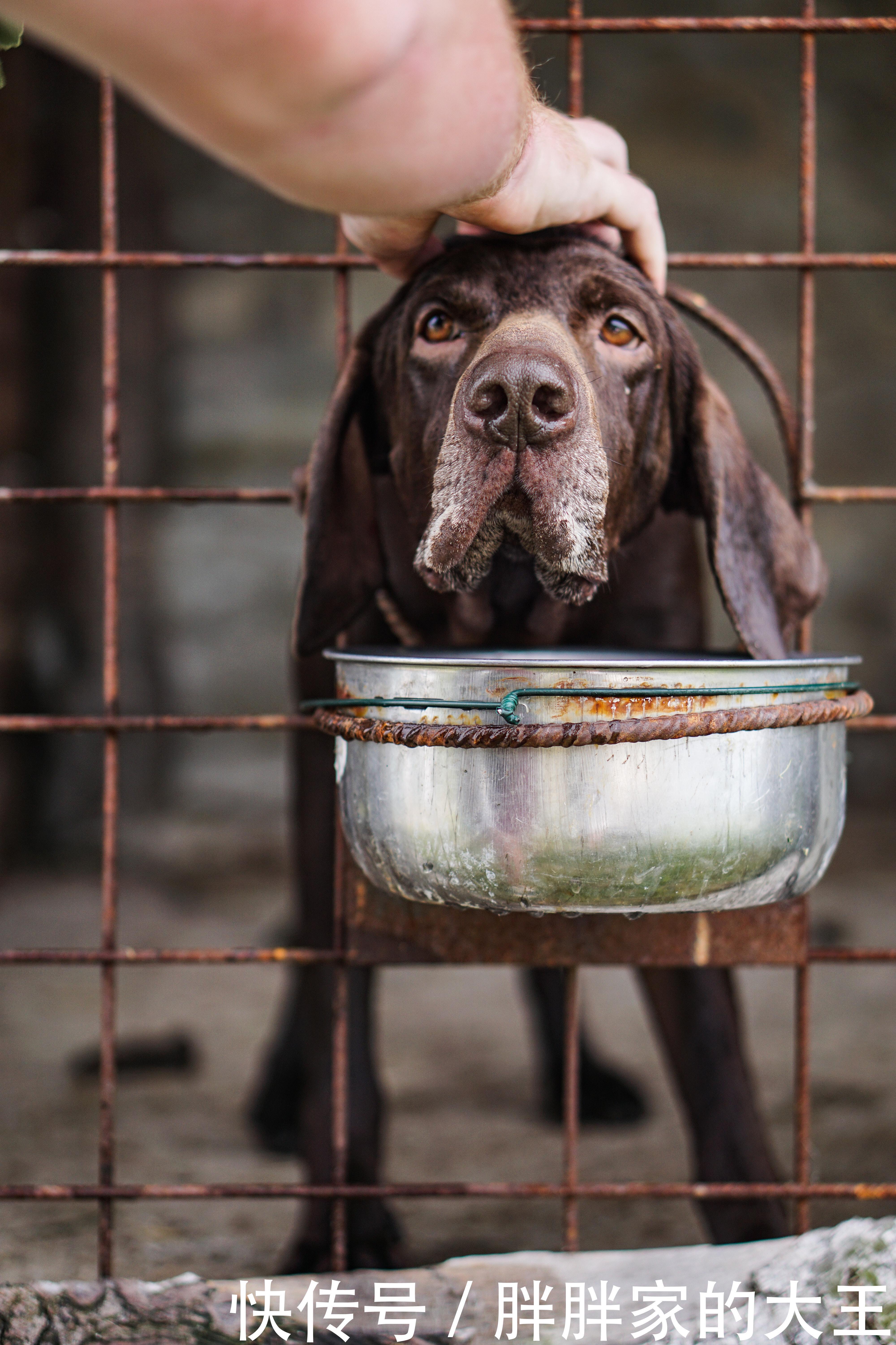 狗狗呕吐便血特别要喝水 狗狗呕吐便血特别要喝水
