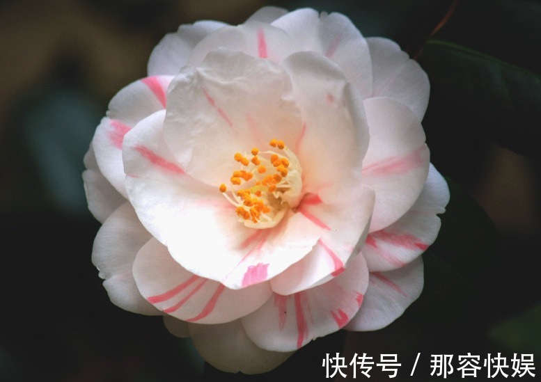 秋季茶花这样养,只需2步,服盆超快,生长旺盛,轻松开爆盆