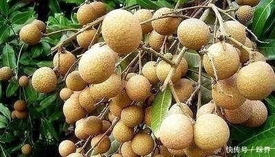 常用桂圓泡水喝,或許能使你的身體收獲3個好處,早試早受益