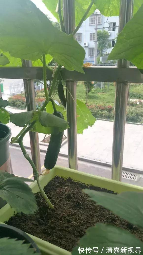 养花|3种“水果”蔬菜，阳台就能种，青脆爽口，老人小孩都爱吃！