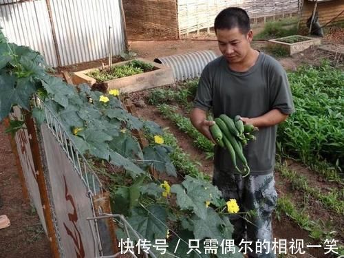 白菜|我在非洲打工，每天都吃白菜鸡蛋，很多人喜欢种菜