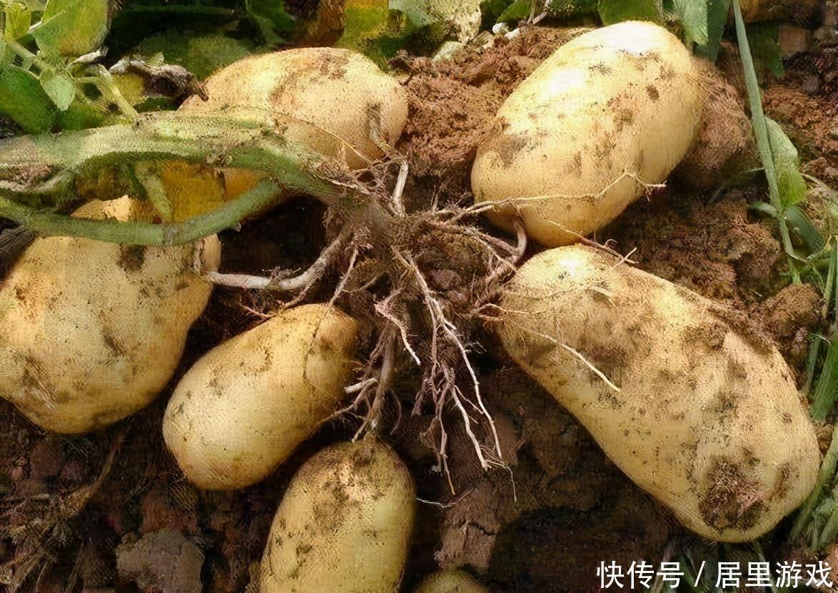 陈医师|聪明的人都在吃3种食物,美容养生、延缓衰老,谁吃谁受益!