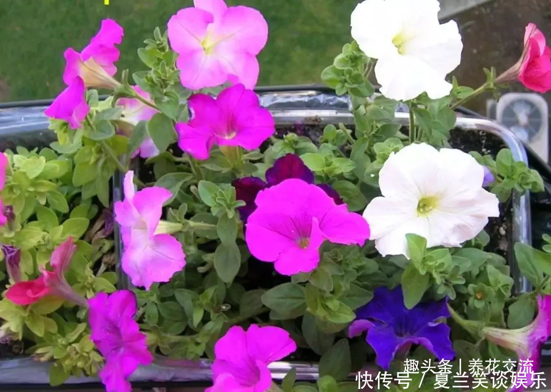 养护|6种特别怕热的花卉,度夏要多注意几点,夏天容易挂,养护要谨慎