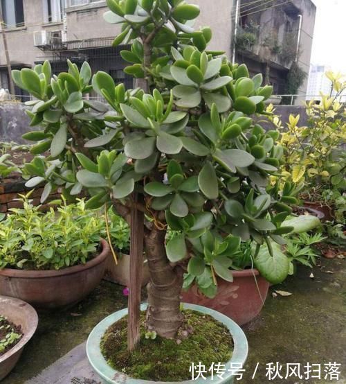 清新|客厅适合养树,好养又好看,空气更清新,新手也会养!