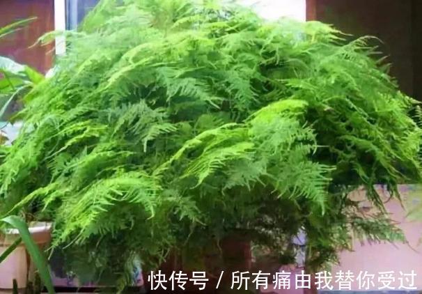 家庭养花摸清采光好与坏的区别，室内盆栽什么植物都没问题