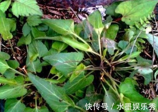药用价值|农村以下常见的野草,能清热解毒,凉血消肿,清肝明目,你认识吗