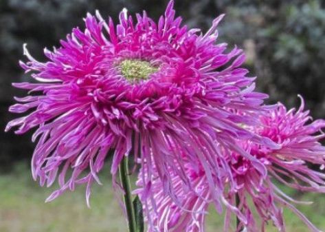 喜欢菊花，不如养盆“精品玫瑰”红色伊甸园，开花爆盆，花比叶多