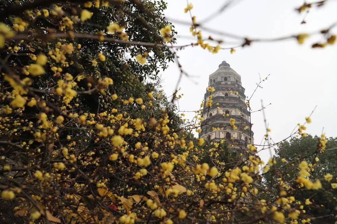 苏州|虎丘留园拙政园狮子林都半价！虎年春节苏州为外地留苏职工发福利啦