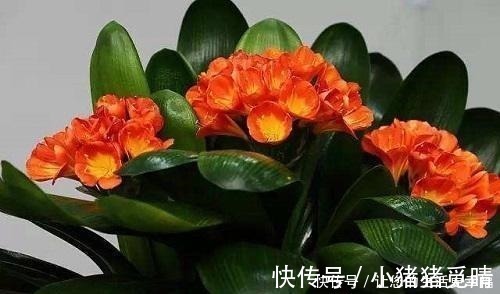 君子兰|大姐养了七年君子兰，只用3种营养肥，不花大钱也能爆盆开花！