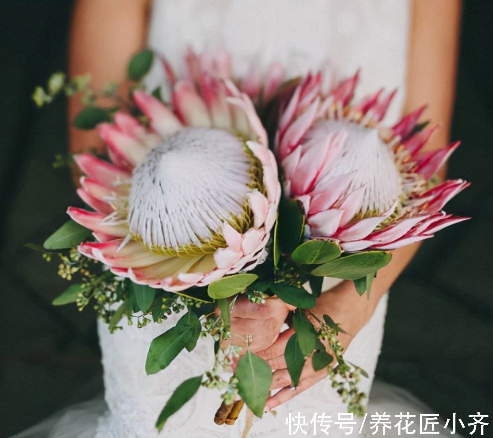 栽培|10种花中“贵货”太好看,打工仔“不舍得”买,等有钱要买一盆