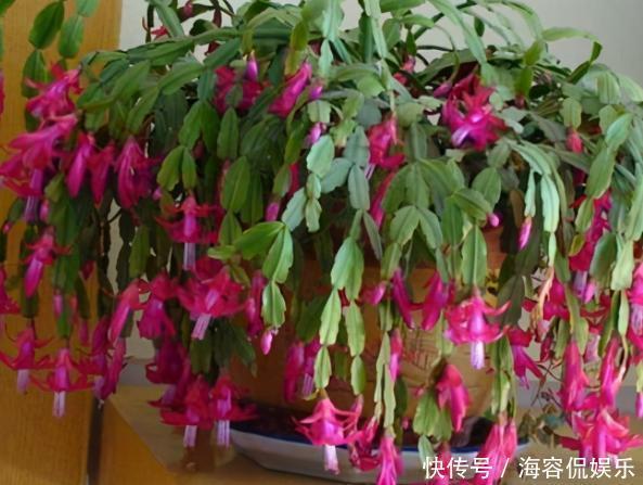 养蟹爪兰，掌握4个小技巧，过年时绿叶间挂满“红花”