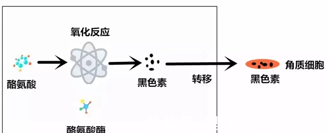 黑色素|用了几吨美白,为什么还是白不了?