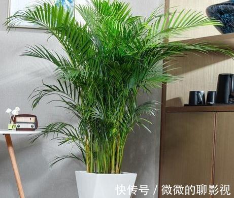 家里空气差，气候干燥，买3盆花摆家里，气候宜人，很舒适